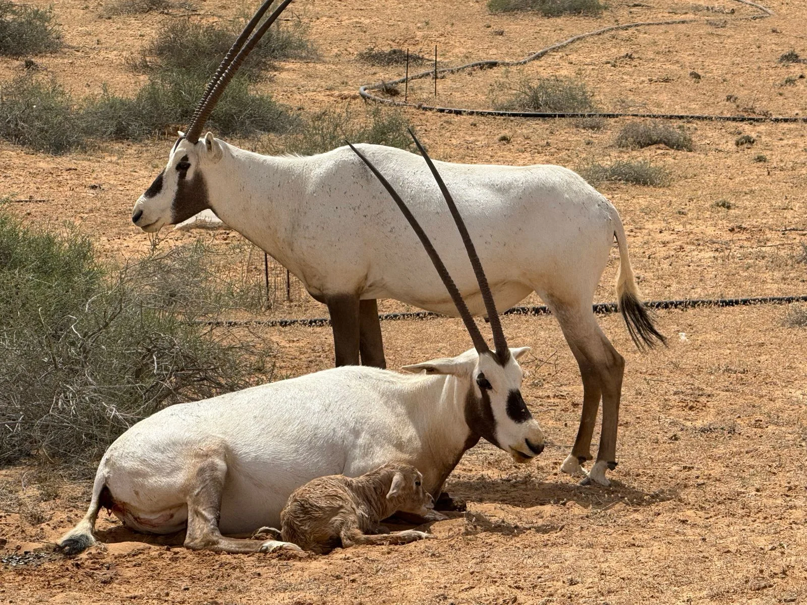 Qassim National Park