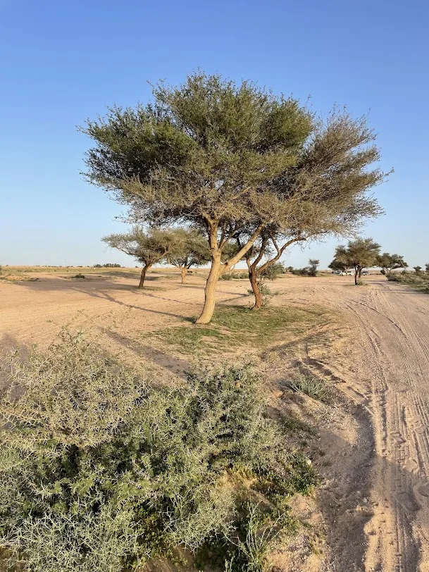 شعيب المطية