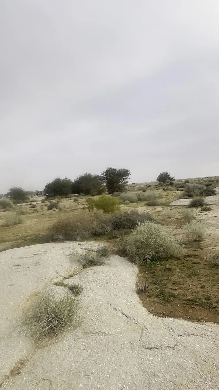 شعيب المطية