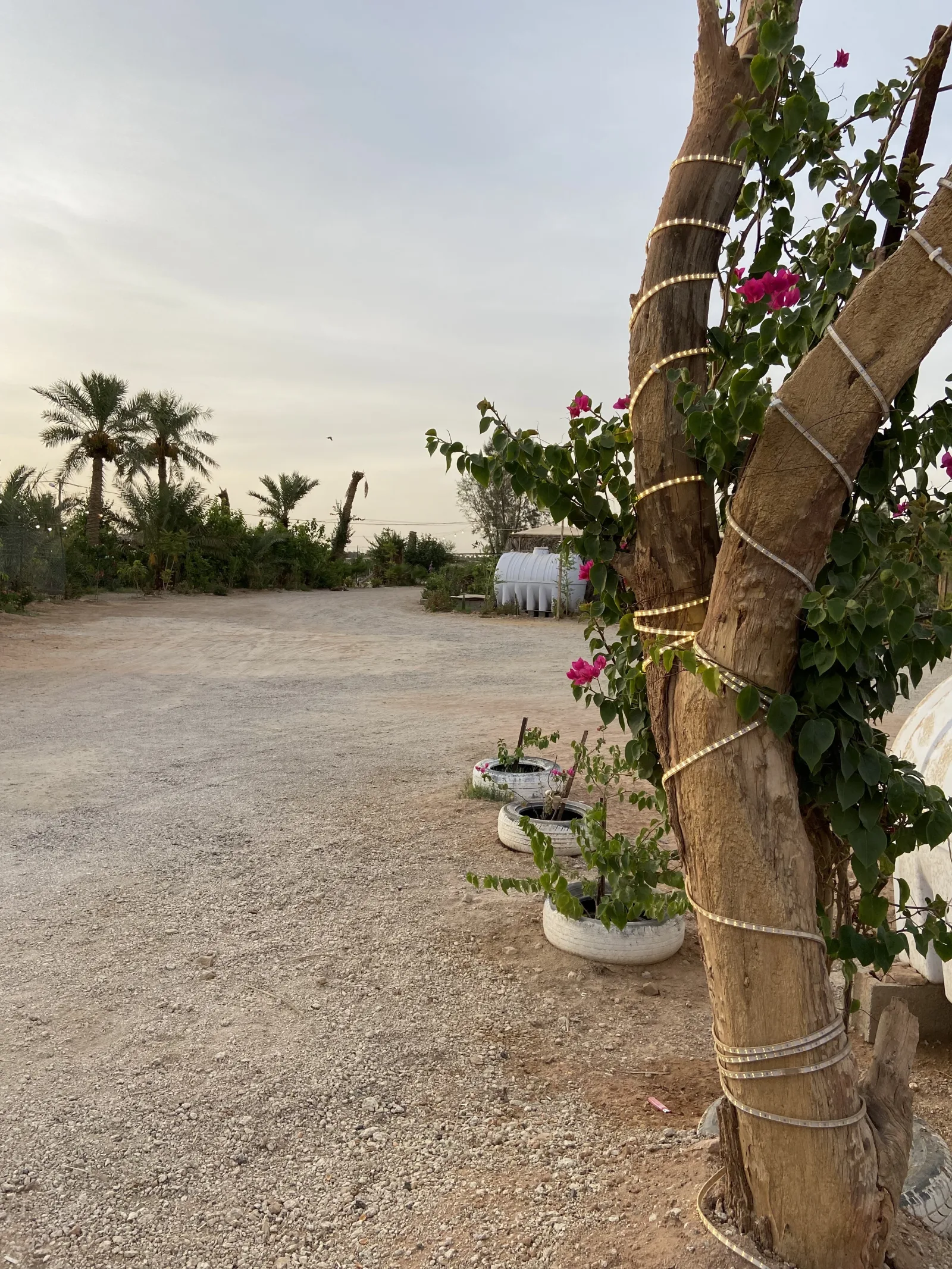 مزرعة الدهيمان
