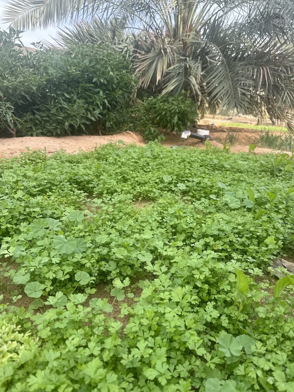 مزرعة الهاشمية بالخبراء