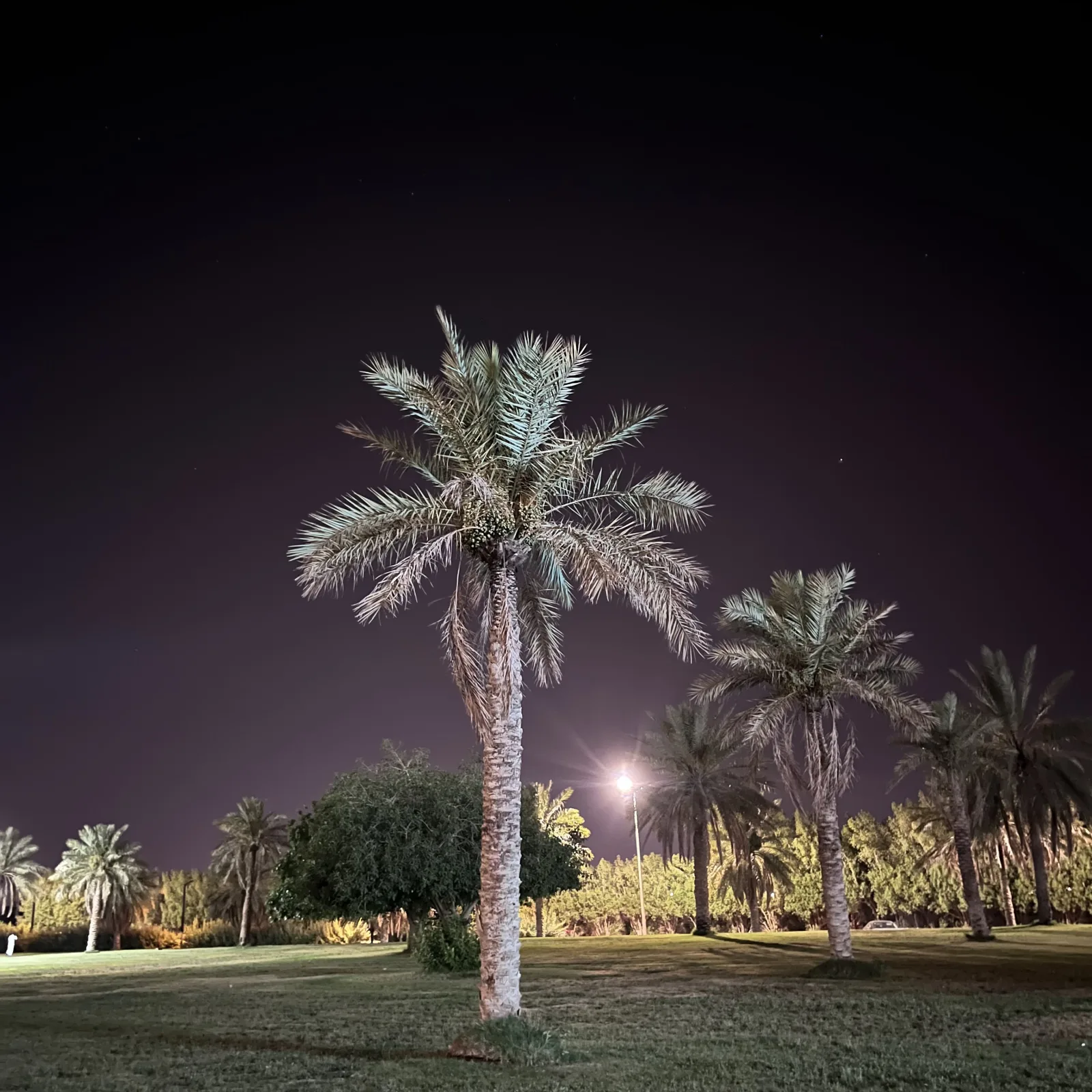 حديقة المؤوية