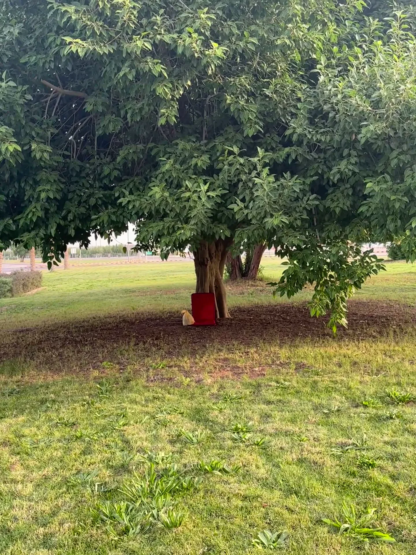 حديقة المؤوية